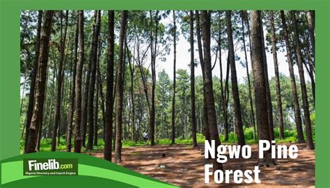 Ngwo Pine Forest – An Enchanting Escape into Natural Splendor!