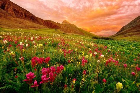 Wildflowers of Cangyuan Mountain: Discover Breathtaking Floral Diversity and Pristine Mountain Scenery