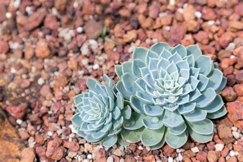 Jiuquan Desert Botanical Garden, A Symphony of Sand and Succulents!