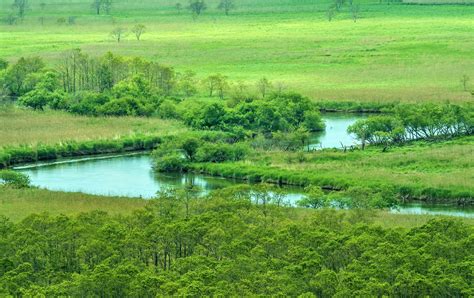 The Kushiro Marsh: Explore a Japanese Wetland Wonderland and Witness Spectacular Wildlife!