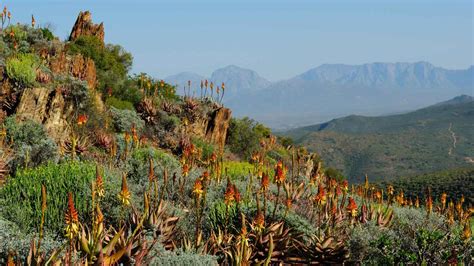 The Karoo Desert National Botanical Garden: A Hidden Oasis of Biodiversity and Unique Flora!