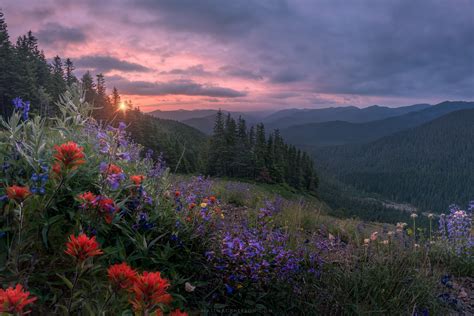 Wildflowers of Cangyuan Mountain: Discover Breathtaking Floral Diversity and Pristine Mountain Scenery